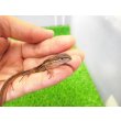 画像1: 美！　ニホンカナヘビ　約１１cm　たぶん♂　１ (1)