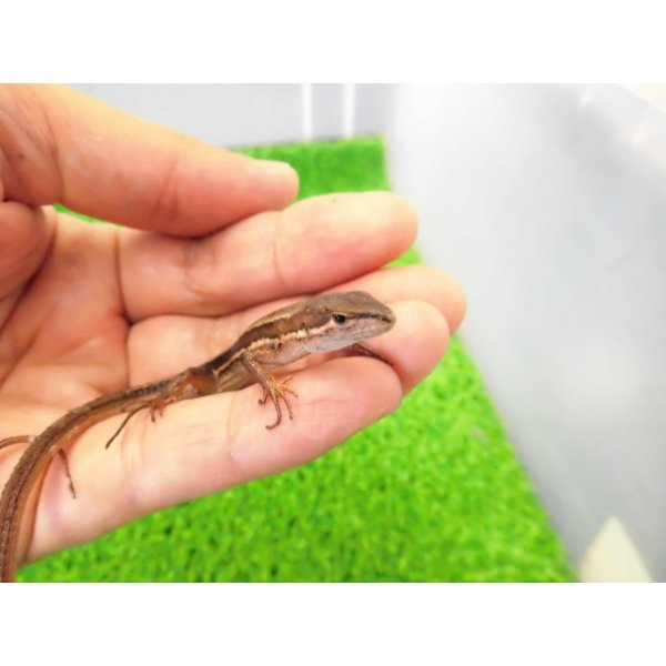 画像1: 美！　ニホンカナヘビ　約１１cm　たぶん♂　１ (1)