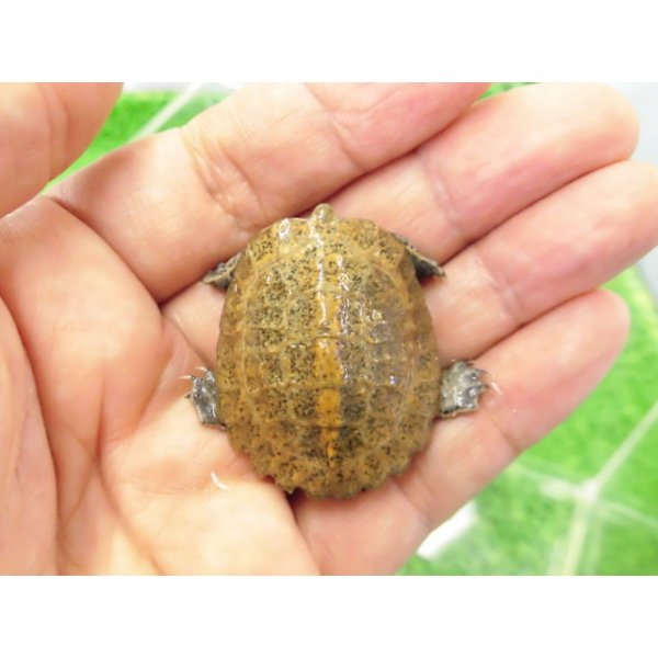 画像1: 美！　ニホンイシガメ（セレクト個体　多甲板、尾曲がり）　約３.５cm　９ (1)