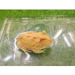 画像: 美！　クランウェルツノガエル（ライムグリーン）　約３.５cm　１