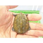 画像: 美！　ニホンイシガメ（セレクト個体　尾曲がり）　約４.５cm　１