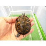 画像: 美！　フロリダアカハラガメ　約７cm　１