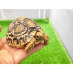 画像: 美！　ヒョウモンリクガメ　約７cm　１