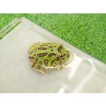 画像: 美！　クランウェルツノガエル（グリーン）　約３.５cm　１