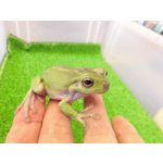 画像: 美！　イエアメガエル　約６cm　１