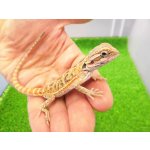 画像: 美！　フトアゴヒゲトカゲ（オレンジ）　約１３cm　１