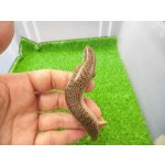 画像: 美！　シロテンカラカネトカゲ　約１８cmたぶん♀　３