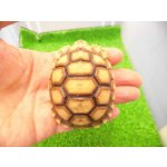 画像: 美！　ケヅメリクガメＣＢ　　約６ｃｍ　１