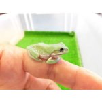 画像: 美！　イエアメガエルCB　約３cm　１