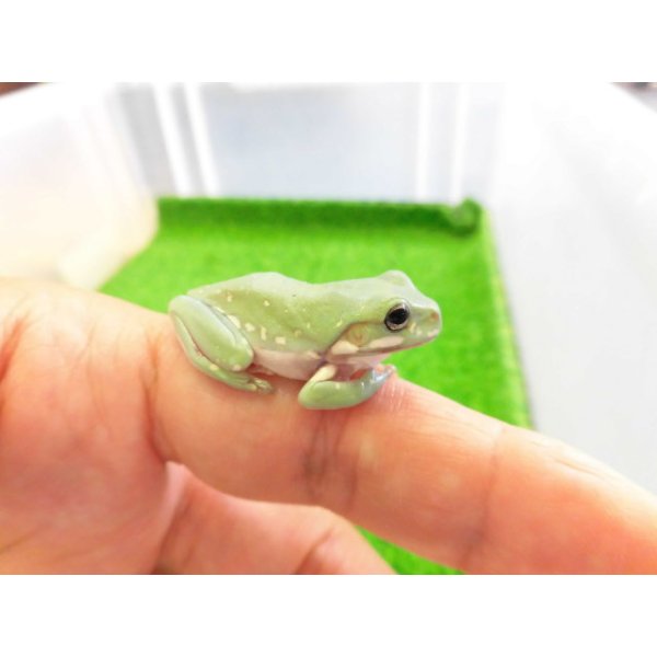 画像1: 美！　イエアメガエルCB　約３cm　１ (1)