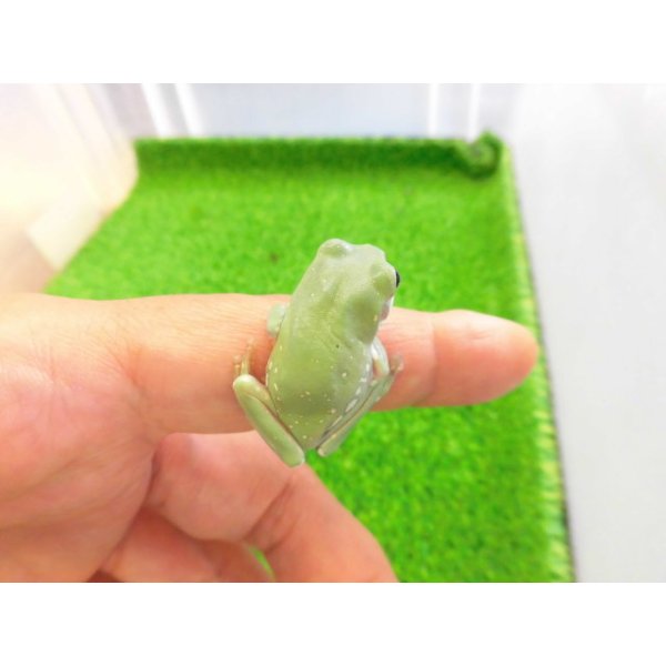 画像3: 美！　イエアメガエルCB　約３cm　１ (3)