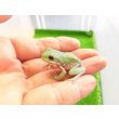 画像5: 美！　イエアメガエルCB　約３cm　１ (5)