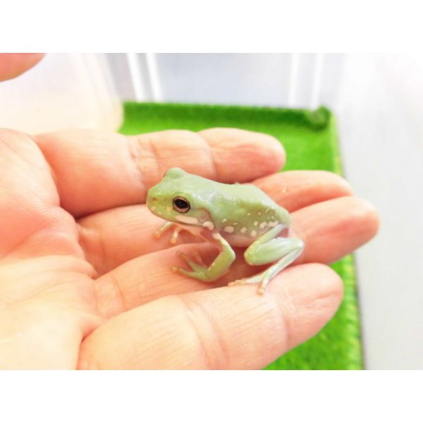 画像5: 美！　イエアメガエルCB　約３cm　１ (5)