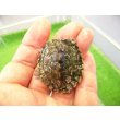 画像1: 美！　ハイイロチズガメ　約３.５ｃｍ　１ (1)