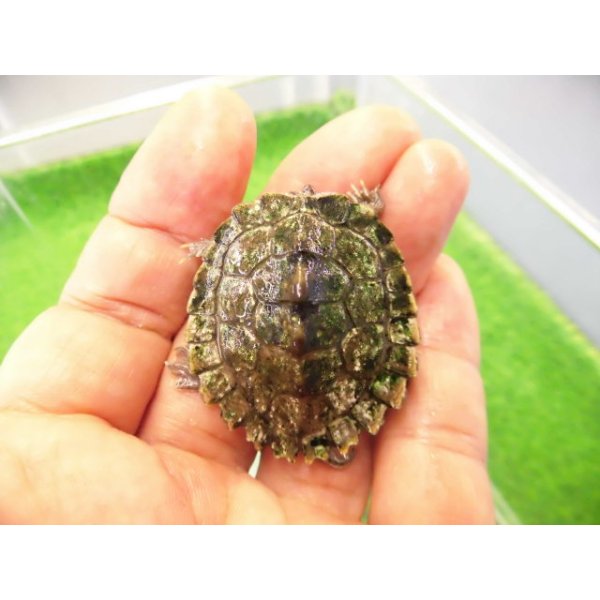 画像1: 美！　ハイイロチズガメ　約３.５ｃｍ　１ (1)