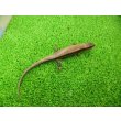 画像6: 美！　ニホントカゲ　約１６cm♂　２ (6)