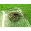 画像5: 美！　ハイイロチズガメ　約３.５ｃｍ　１ (5)