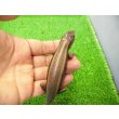 画像3: 美！　ニホントカゲ　約１６cm♂　２ (3)