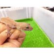 画像3: 美！　タンジェリン（ヒョウモントカゲモドキ）　約１５cm♀　１ (3)