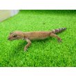 画像5: 美！　タンジェリン（ヒョウモントカゲモドキ）　約１５cm♀　１ (5)