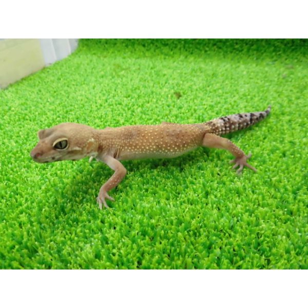 画像5: 美！　タンジェリン（ヒョウモントカゲモドキ）　約１５cm♀　１ (5)