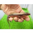 画像2: 美！　ニホントカゲ　約１６cm♂　２ (2)