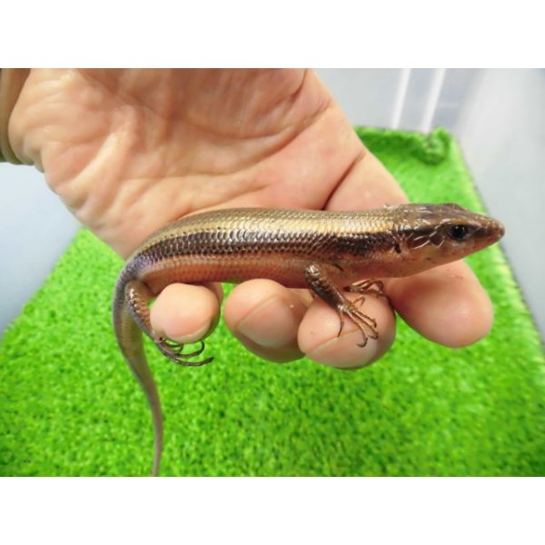 画像2: 美！　ニホントカゲ　約１６cm♂　２ (2)