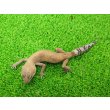 画像4: 美！　タンジェリン（ヒョウモントカゲモドキ）　約１５cm♀　１ (4)