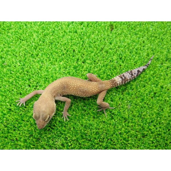 画像4: 美！　タンジェリン（ヒョウモントカゲモドキ）　約１５cm♀　１ (4)