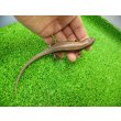画像4: 美！　ニホントカゲ　約１６cm♂　２ (4)