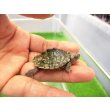 画像2: 美！　ハイイロチズガメ　約３.５ｃｍ　１ (2)