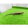 画像5: 美！　ニホントカゲ　約１６cm♂　２ (5)