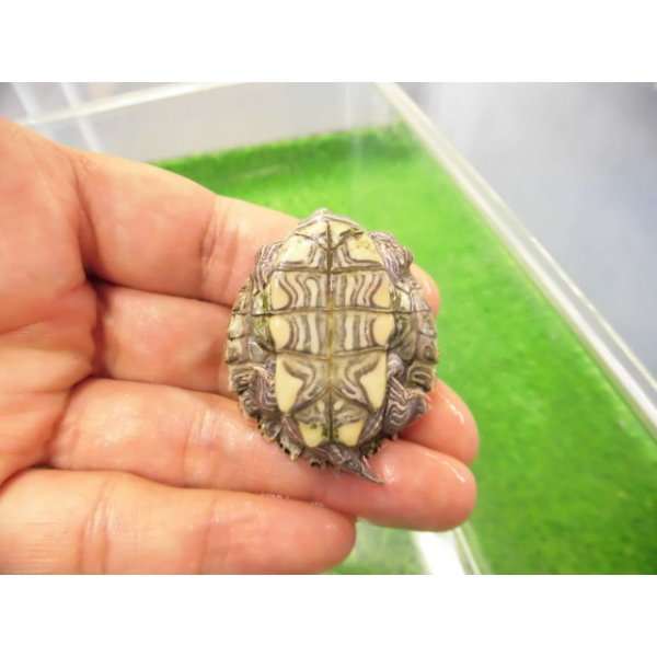 画像4: 美！　ハイイロチズガメ　約３.５ｃｍ　１ (4)
