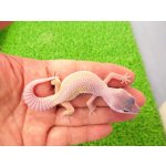 画像: 美！　ブリザード（ヒョウモントカゲモドキ）　約１０cm　１