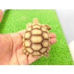 画像: 美！　ケヅメリクガメＣＢ　　約６ｃｍ　２