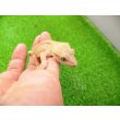 画像4: 美！　クレステッドゲッコー（フレイムダルメシアン）　約９cm １ (4)