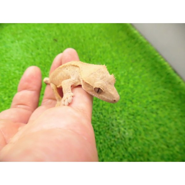 画像4: 美！　クレステッドゲッコー（フレイムダルメシアン）　約９cm １ (4)