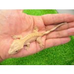画像: 美！　クレステッドゲッコー（フレイムダルメシアン）　約９cm １