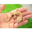 画像2: 美！　クレステッドゲッコー（フレイムダルメシアン）　約９cm １ (2)