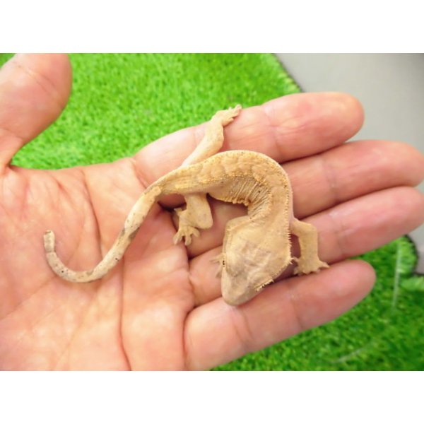画像2: 美！　クレステッドゲッコー（フレイムダルメシアン）　約９cm １ (2)