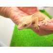 画像3: 美！　クレステッドゲッコー（フレイムダルメシアン）　約９cm １ (3)