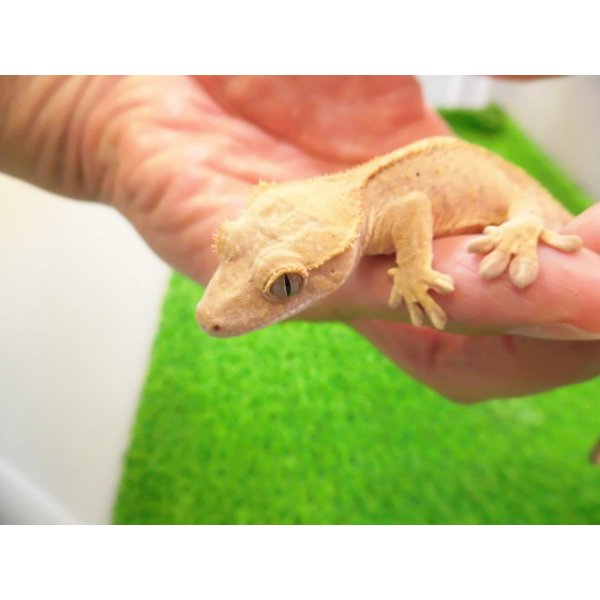 画像3: 美！　クレステッドゲッコー（フレイムダルメシアン）　約９cm １ (3)