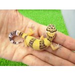 画像: 美！　ハイイエロー（ヒョウモントカゲモドキ）　約１０cm　１
