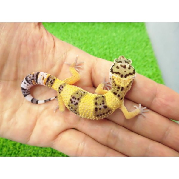 画像1: 美！　ハイイエロー（ヒョウモントカゲモドキ）　約１０cm　１ (1)
