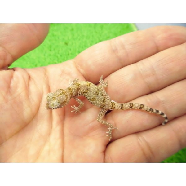 画像2: 美！　エレガンスボウユビヤモリ　約６cm♂　１ (2)