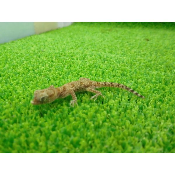 画像5: 美！　エレガンスボウユビヤモリ　約６cm♂　１ (5)