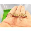 画像3: 美！　エレガンスボウユビヤモリ　約６cm♂　１ (3)