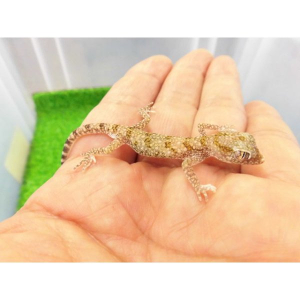 画像3: 美！　エレガンスボウユビヤモリ　約６cm♂　１ (3)
