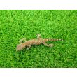 画像3: 美！　エレガンスボウユビヤモリ　約６cm♀　２ (3)