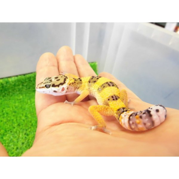 画像2: 美！　ハイイエロー（ヒョウモントカゲモドキ）　約１０cm　１ (2)